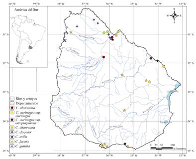 Mapa de distribución de Cypella alonsoana, C. aurinegra subsp. aurinegra, C. aurinegra subsp. albipurpurata, C. charruana, C. discolor, C. exilis, C. fucata y C. guttata. Figura en color en la versión en línea http://www.ojs.darwin.edu.ar/ index.php/darwiniana/article/view/921/1221