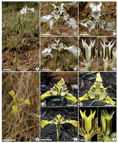 Cypella aurinegra subsp. albipurpurata (A-E). A, hábito. B, flor, vista oblicua. C, flor vista frontal. D, flor, vista lateral. E, detalle de estambres y estilo. Cypella aurinegra subsp. aurinegra (F-J). F, ramo en flor. G, flor, vista oblicua. H, flor vista frontal. I, flor, vista lateral. J, detalle de estambres y estilo, en vista lateral y frontal. A-E, de Deble & Deble 17128; F, de González 2250; G-J, cultivado de semillas de Deble & Oliveira 15105. Figura en color en la versión en línea http://www.ojs.darwin.edu.ar/index.php/darwiniana/article/view/921/1221