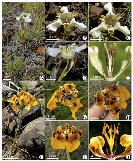 Cypella discolor (A-E). A, hábito. B, flor, vista oblicua. C, flor vista frontal. D, flor, vista lateral. E, detalle de estambres y estilo, vista lateral. Cypella exilis (F-J). F, hábito. G, flor, vista oblicua. H, flor vista frontal. I, flor, vista lateral. J, detalle de estambres y estilo, vista lateral. A, de González; B-C y E, de Deble & Moreira 19014; D, de Deble & Oliveira-Deble 12901; F-I de Deble & Oliveira-Deble 15649; J, de Deble et al. 12522. Figura en color en la versión en línea http://www.ojs.darwin.edu.ar/index.php/darwiniana/article/view/921/1221