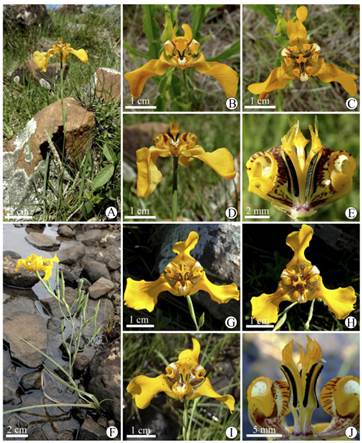 Cypella fucata (A-E). A, hábito. B, flor, vista oblicua. C, flor vista frontal. D, flor, vista lateral. E, detalle de estambres y estilo, vista lateral. Cypella guttata (F-J). F, hábito. G, flor, vista oblicua. H, flor vista frontal. I, flor, vista lateral. J, detalle de estambres y estilo, vista lateral. A-E de Deble et al. 15700; F, de Deble & Oliveira 17829; G-H, de Deble & Oliveira 14228; J, de Deble et al. 14991. Figura en color en la versión en línea http://www.ojs.darwin.edu.ar/index.php/darwiniana/article/view/921/122