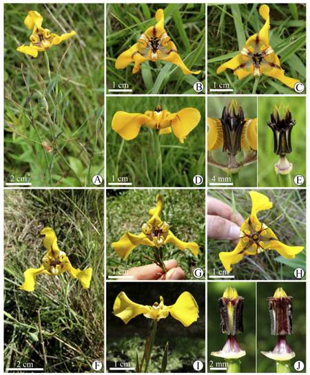 Cypella herbertii subsp. herbertii (A-E). A, ramo en flor. B, flor, vista oblicua. C, flor vista frontal. D, flor, vista lateral. E, detalle de estambres y estilo, vista lateral y frontal. Cypella herbertii subsp. reflexa (F-J). F, ramo en flor. G, flor, vista oblicua. H, flor vista frontal. I, flor, vista lateral. J, detalle de estambres y estilo, vista lateral y frontal. A-E de Deble & Moreira 19044; F-J, de Deble et al. 15306. Figura en color en la versión en línea http://www.ojs.darwin.edu.ar/ index.php/darwiniana/article/view/921/1221
