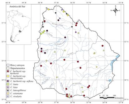 Mapa de distribución de Cypella herbertii subsp. brevicristata, C. herbertii subsp. herbertii, C. herbertii subsp. reflexa, C. laeta, C. laxa, C. luteogibbosa, C. osteniana y C. rivularis. Figura en color en la versión en línea http://www.ojs.darwin.edu.ar/index.php/darwiniana/article/view/921/1221