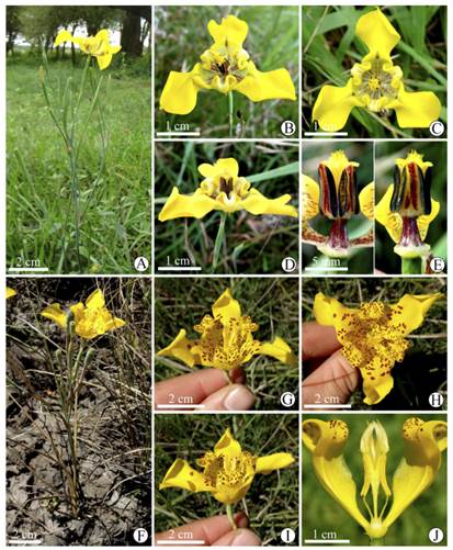 Cypella herbertii subsp. brevicristata (A-E). A, ramo en flor. B, flor, vista oblicua. C, flor vista frontal. D, flor, vista lateral. E, detalle de estambres y estilo, vista lateral y frontal. Cypella rivularis (F-J). F, habito. G, flor, vista oblicua. H, flor, vista frontal. I, flor, vista lateral. J, detalle de estambres y estilo, vista lateral. A-E, de Deble & Alves 15996; F-J, de Deble et al. 16504. Figura en color en la versión en línea http://www.ojs.darwin.edu.ar/index.php/darwiniana/article/view/921/1221