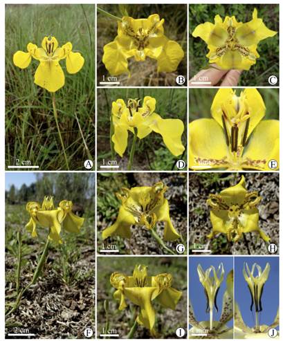 Cypella laxa (A-E). A, ramo en flor. B, flor, vista oblicua. C, flor vista frontal. D, flor, vista lateral. E, detalle de estambres y estilo, vista frontal. Cypella laeta (F-J). F, ramo en flor. G, flor, vista oblicua. H, flor vista frontal. I, flor, vista lateral. J, detalle de estambres y estilo, vista lateral y frontal. A, D-E, de Deble & Moreira 19167; B-C, de Deble et al. 13480; F-J, de Deble et al. 14291. Figura en color en la versión en línea http://www.ojs.darwin.edu.ar/index.php/darwiniana/article/view/921/1221