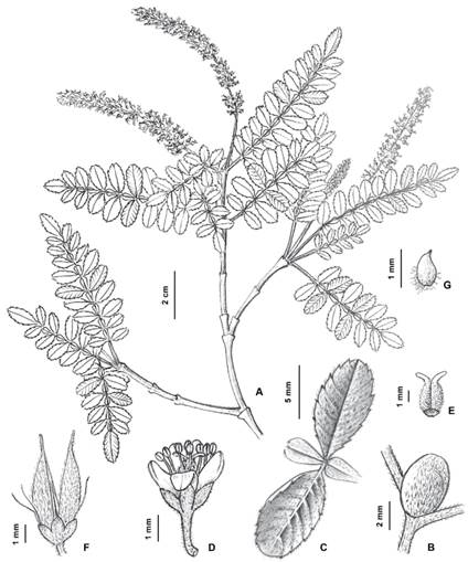 Weinmannia epicae. A, rama fértil. B, estípula. C, detalle de los folíolos mediales vistos por el haz y envés. D, detalle de la flor. E, ovario. F, fruto maduro. G, semilla. A-E y G, holótipo Fuentes 20062 (LPB); F, Beck 17703 (LPB).