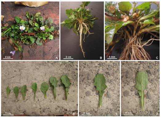 Mazus pumilus. A, habit. B, root. C, lateral shoots. D, variation in the leaf morphology. E, upper leaf surface. F, lower leaf surface. Photographs: Andrés Fonseca-Cortés. Color version at http://www.ojs.darwin.edu.ar/index.php/ darwiniana/article/view/949/1224