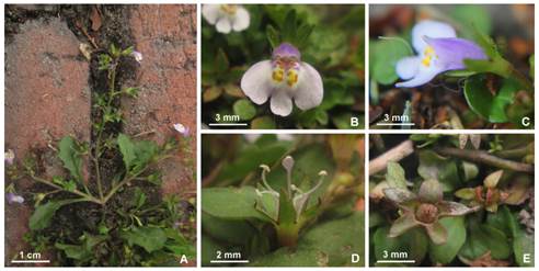 Mazus pumilus.A, inflorescence. B, flower in frontal view. C, flower side view. D, stamens, style and stigma. E, fruits. Photographs: Andrés Fonseca-Cortés. Color version at http://www.ojs.darwin.edu.ar/index.php/darwiniana/ article/view/949/1224
