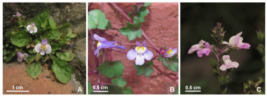 Genus and species morphologically similar to M. pumilus. A,Mazus pumilus. B,Cymbalaria muralis. C,Nuttallanthus sp. Color version at http://www.ojs.darwin.edu.ar/index.php/darwiniana/article/view/949/1224
