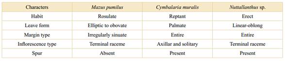Differences between Mazus pumilus and morphological similar species.