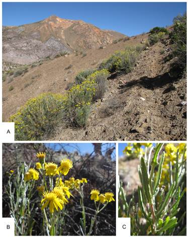 Senecio behnii. A, hábitat. B, inflorescencias y capítulos. C, hojas. Fotografías tomadas en las cercanías de Putre (Chile), por A. Moreira-Muñoz (A y C), V. Morales-Fierro (B). Figura en color en la versión en línea http:// www.ojs.darwin.edu.ar/index.php/darwiniana/article/view/954/1212