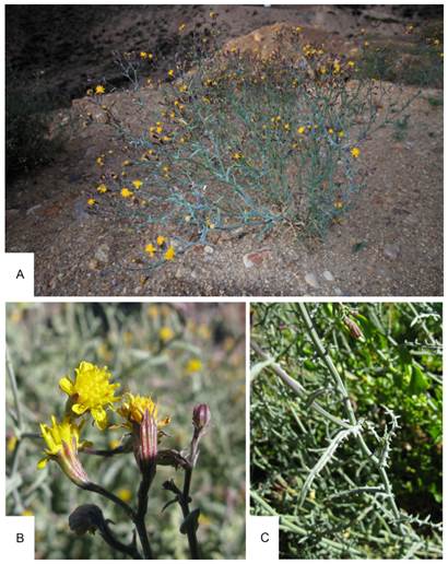 Senecio ctenophyllus. A, planta. B, capítulos. C, hojas. Fotografías tomadas en la ruta entre Putre y Socoroma (Chile), por A. Moreira-Muñoz. Figura en color en la versión en línea http://www.ojs.darwin.edu.ar/index.php/ darwiniana/article/view/954/1212