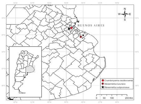 Sitios de colección de los tres nuevos registros de Agaricomycetes en la provincia de Buenos Aires, Argentina.