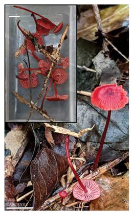 Cruentomycena viscidocruenta. Aspecto general. Escala: 8 mm. Fotografías Agustín P. Martínez. Figura en color en la versión en línea http://www.ojs.darwin.edu.ar/index.php/darwiniana/article/view/966/1233
