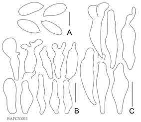 Cruentomycena viscidocruenta. A, esporas (escala: 3 µm). B, queilocistidios (escala: 15 µm). C, caulocistidios (escala: 20 µm). Ilustraciones Agustín P. Martínez.