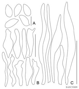 Collybiopsis luxurians. A, esporas (escala: 4 µm). B, queilocistidios (escala: 25 µm). C, caulocistidios (escala: 30 µm). Ilustraciones Agustín P. Martínez.