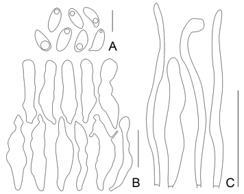 Collybiopsis subpruinosa. A, esporas (escala: 6 µm). B, queilocistidios (escala: 15 µm). C, caulocistidios (escala: 30 µm). Ilustraciones Agustín P. Martínez.