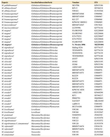 Set de datos de secuencias de ITS de Marasmius utilizadas en los análisis filogenéticos, clasificadas por grupos infragenéricos ss.Oliveira et al. (2020). El doble guión (--) indica que esa especie no fue asignada a ninguna serie. Las secuencias disponibles en GenBank se encuentran en: a, Oliveira et al. (2020); b,Razaq et al. (2013); c,Wannathes et al. (2009); d,Antonín et al. (2010); e,Kiyashko et al. (2014); f,Magnago et al. (2016); g, Este estudio; h, Seok et al. (GanBank); i,Matheny et al. (2006); j, Boskovic & Galovic (GenBank); k,Wang et al. (2015); l,Schoch et al. (2012); m, Antonín et al. (2014).