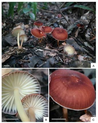 Marasmius magnus [N. Niveiro 3096 (CTES)]. A, aspecto general y hábitat. B, detalle de las laminillas. C, detalle de la superficie del píleo y el margen. Escalas: 20 mm. Figura en color en la versión en línea http://www.ojs.darwin.edu.ar/index.php/darwiniana/article/view/957/1229