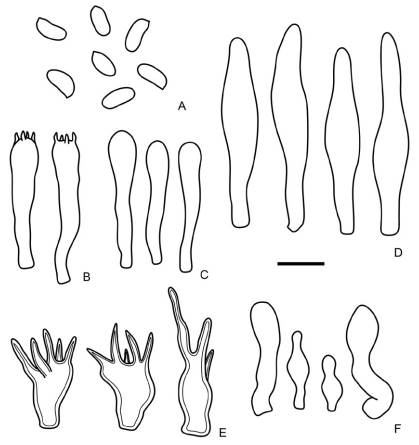 Marasmius magnus [N. Niveiro 3096 (CTES)]. A, basidiosporas. B, basidios. C, basidiolas, D, pleurocistidios. E, elementos de la pileipellis. F, caulocistidios. Barra: 10 µm.