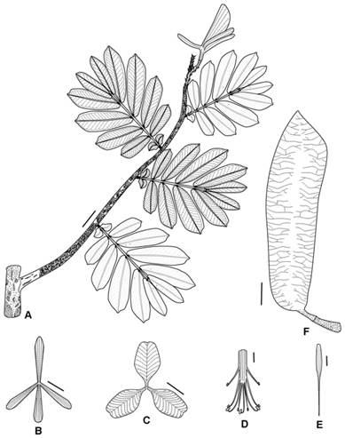 Heterostemon amoris. A, branch. B, sepals. C, petals. D, stamens. E, gynoecium. F, fruit. A-E from P. Franco et al. 6030 (holotype COAH), F from P. Franco et al. 6030 (isotype MO). Scale bar: 2 cm. Illustrated by Andrés Fonseca-Cortés.