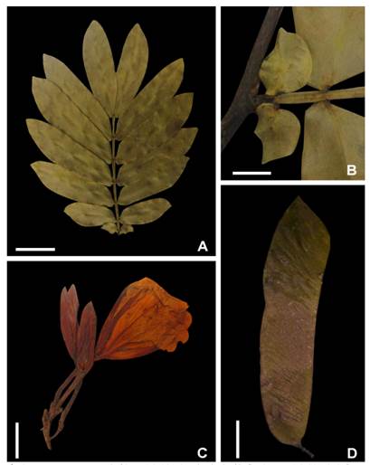Heterostemon amoris. A, leaf (Etter 173, COAH). B, basal pair of leaflets (A. Etter 173, COAH). C, flower (P. Franco et al. 6030, COAH). D, fruit. (P. Franco et al. 6030, MO). Scales: A, C, D, 2 cm. B, 0.5 cm. Photograph credits: (A-C) Andrés Fonseca-Cortés, (D) Carolina Romero. Color version at http://www.ojs.darwin.edu.ar/index.php/darwiniana/article/view/976/1231