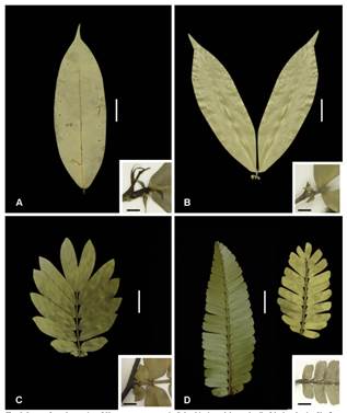 Leaves from the species of Heterostemon present in Colombia, in each box a detail of the basal pair of leaflets. A, H. ellipticus (D.W. Stevenson et al. 1025, NY; box D.C. Daly et al. 4336, NY). B, H. conjugatus (L. Williams 14526, US; box L. Williams 14338, F.). C, H. amoris (A. Etter 173, COAH; box A. Etter 173, COAH). D, H. mimosoides (left E. Prata s.n., INPA; right B. Maguire et al. 36638, NY; box, D.G. Campbell P20877, US). Scales: white 2 cm, black 0.5 cm. Photograph credits: A, C. V. Starr Virtual Herbarium. B, Smithsonian Institution and Field Museum of Natural History. C, Andrés Fonseca-Cortés. D, Francisco Farronay, C. V. Starr Virtual Herbarium, and Smithsonian Institution. Color version at http://www.ojs.darwin.edu.ar/index.php/darwiniana/article/view/976/1231