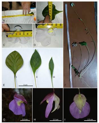 Utricularia amotape-huancabambensis. A, leaf with petiole. B, leaf lamina. C, flower width. D, flower length. E, leaves of U. amotape-huancabambensis (i), a potential hybrid (ii) and U. unifolia (iii) from the same locality. F, comparison of adult plants of the two species. G-I, flower of U. unifolia, with the typical narrower, violet corolla and the single-bend spur. All photographs by J. P. Allen. Color version at http://www.ojs.darwin.edu.ar/index.php/darwiniana/article/view/955/1230