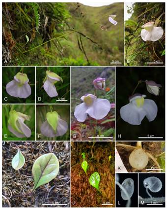 Utricularia amotape-huancabambensis. A, flowering plant, growing fully exposed to sunlight with upwards- bended, shield-like leaf. B, ditto, flower in front-lateral view. C-F, flower of a plant growing in the shade with thinner corolla and greenish calyx. G-H, inflorescence of the typical form. I-J, leaves growing out of the moss cushions. K, tuber. L, utricle, frontal view. M, utricle, lateral view. All photographs by J. P. Allen. Color version at http://www.ojs. darwin.edu.ar/index.php/darwiniana/article/view/955/1230