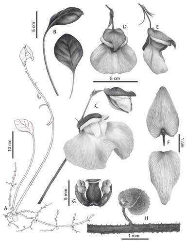 Utricularia amotape-huancabambensis. A, habit. B, leaves. C, inflorescence. D, flower, frontal view. E, flower, lateral view. F, calyx. G, stamen and pistil. H, utricle. Drawing prepared by Olivia Mendoza.