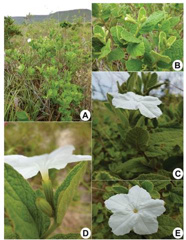 Cordia weddellii.A, habit. B, flower bud. C, flower in lateral view. D, detail of flower in lateral view. E, flower in frontal view. Photographs by G. M. Antar. Color version at http://www.ojs.darwin.edu.ar/index.php/darwiniana/article/view/964/1232