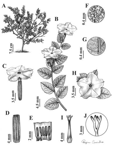 Cordia weddellii.A, habit. B, flowering branch. C, flower. D, calyx. E, open corolla showing stamens. F, detail showing adaxial surface of leaf blade. G, detail showing abaxial surface of leaf blade. H, flower in frontal view. I, gynoecium. J, stigmatic branches. Line drawings by R. Carvalho, from G.M. Antar & M. Escaramai 289.