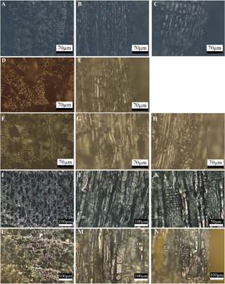 Imágenes de los planos anatómicos de los carbones arqueológicos; transversal (izq), longitudinal tangencial (centro) y radial (der): A-C,Lycium sp. del sitio Palo Alto. D-E,Atriplex/Suaeda del sitio Palo Alto. F-H,Schinus sp. del sitio Palo Alto. I-K,Nothofagus antarctica/betuloides del sitio CSP2017. L-N,Nothofagus pumilio del sitio CSP2017. Figura en color en la versión en línea http://www.ojs.darwin.edu.ar/index.php/darwiniana/article/view/1020/1254