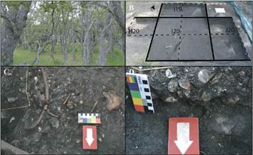 A, bosque caducifolio en los alrededores de CSP2017. B, vista de excavación sitio CSP2017. C, D, detalle de los materiales capa B. (B-D tomado de Franch et al., 2020). Figura en color en la versión en línea http://www.ojs.darwin. edu.ar/index.php/darwiniana/article/view/1020/1254