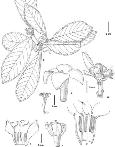 Alibertia latifolia. A, rama con fruto. B, inflorescencia masculina. C-D, flor masculina. C, corola vista lateral. D, corola desplegada, estilo y estigma. E, corola desplegada. F-G, flor femenina. F, corola vista lateral. G, estilo y ramas estigmáticas. De V. Dávalos 85a (♂), 85b (♀) (CTES).