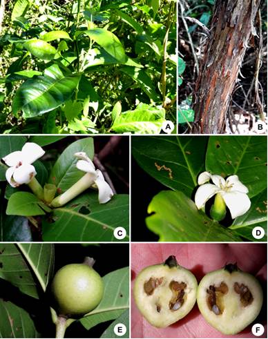 Alibertia latifolia. A, aspecto de ramas. B, corteza exfoliante. C, inflorescencia 3-flora, estaminada, nótese el cáliz cupuliforme. D, inflorescencia 1-flora, femenina. E, fruto inmaduro. F, corte longitudinal de fruto inmaduro. Fotos V. M. Dávalos. Figura en color en la versión en línea http://www.ojs.darwin.edu.ar/index.php/darwiniana/article/view/1012/1244