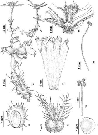 Richardia pedicellata. A, aspecto general. B, vaina estipular con lacinias. C, flor. D, corola abierta y androceo. E, estilo y estigma. F, detalle del estigma. G, esquizocarpo con cáliz. H, mericarpo. I, semilla. A-I, de Keller et al. 12774 (CTES).