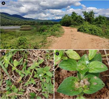 Richardia scabra var. chacoensis. A, ambiente. B, planta postrada. C, glomérulos con flores y frutos. Fotos: R. M. Salas. Figura en color en la versión en línea http://www.ojs.darwin.edu.ar/index.php/darwiniana/article/view/1047/1257