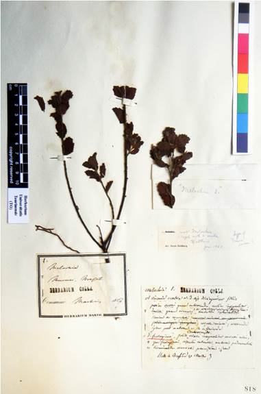 Lectotype of Visenia ferruginea Colla (= Waltheria maritima A. St.-Hil.) in the Colla herbarium (TO). The text of the holographic label in the lower-right corner substantially agrees with that of the protologue. The label on the left (“1. Melochia ...”) added by Martius provides information on the type locality, Mucuri, and suggests that the specimen was collected by Wied. Goldberg’s annotation appears to have created confusion concerning the specimen’s correct identity. The holographic label states how the specimen differs from V. scabra Colla, not that it is that species. (Reproduced with permission). Color version at http://www.ojs.darwin.edu.ar/index.php/darwiniana/article/view/953/1241