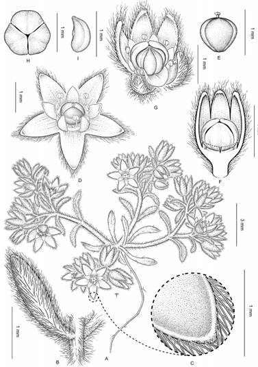Microphyes minima.A, planta. B, detalle de hoja caulinar. C, detalle del ápice del sépalo. D, flor. E, ovario. F, fruto con tres sépalos erectos. G, Fruto con semillas y resto de la corola y estambres. H, vista apical del fruto. I, semilla. Dibujo: Marcelo Moreno. Voucher: Acosta et al. 1181 (SI).