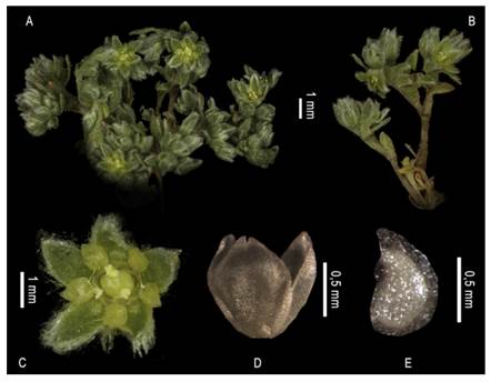 Microphyes minima.A, planta. B, detalle de una porción de la planta mostrando la inflorescencia y un fruto parcialmente oculto por los sépalos persistentes. C, flor. D, fruto. E, semilla, cara lateral. Fotos: A-C: C. A. Zanotti; D-E: J. M. Acosta. Voucher: Acosta et al. 1181 (SI). Figura en color en la versión en línea http://www.ojs.darwin.edu. ar/index.php/darwiniana/article/view/1079/1266