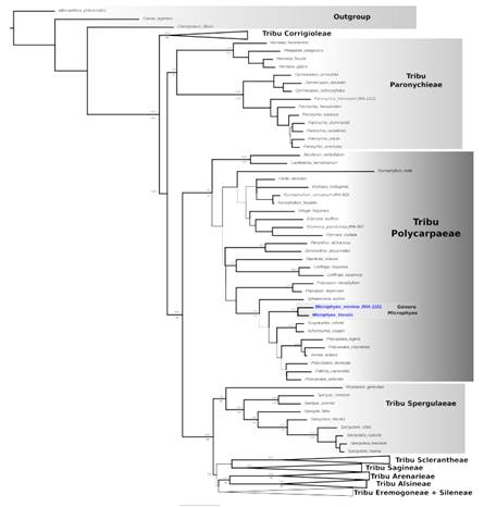 Posición filogenética del género Microphyes. Árbol de Máxima Verosimilitud (MV) obtenido mediante el análisis de la matriz combinada del marcador nuclear ITS y de los marcadores cloroplastidiales matK, rbcL y trnL-F. Valores de soportes bootstrap superiores a 80 para los principales clados de interés son mostrados sobre/debajo las ramas del árbol (Máxima Verosimilitud/Parsimonia respectivamente). Ramas de mayor grosor indican soporte bootstrap mayor a 80 bajo ML. Figura en color en la versión en línea http://www.ojs.darwin.edu.ar/index.php/darwiniana/article/view/1079/1266