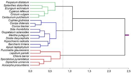 Dendrograma resultante de la clasificaci&oacute;n de las especies de la Tabla 6 con distancia de Bray-Curtis y criterio de aglomeraci&oacute;n de Ward. La l&iacute;nea vertical discontinua indica el punto de corte de la clasificaci&oacute;n que retiene tres grupos de especies, identificados con diferentes colores en el gr&aacute;fico. Figura en color en la versi&oacute;n en l&iacute;nea https://www.ojs.darwin.edu.ar/index.php/darwiniana/article/view/1086/1299