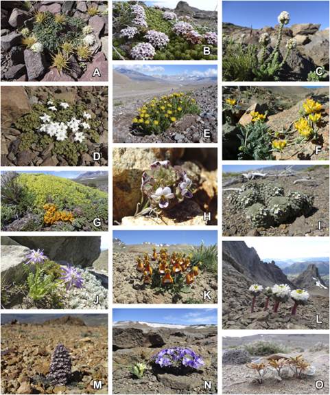 Ejemplos de especies de alta monta&ntilde;a en la Patagonia argentina. A,Leucocera horrida. B,Junellia congesta. C,Nassauvia digitata. D,Jaborosa volckmanii. E,Senecio tricefalus. F,Pinnasa incurva. G,Azorella valentini y Viola auricolor. H,Viola anitae. I,Viola pachysoma. J,Perezia lyrata. K,Calceolaria uniflora. L,Callianthemoides semiverticillata. M,Valeriana moyanoi. N,Olsynium frigidum y Viola cotyledon. O,Hamadryas kingii. Fotograf&iacute;as M. Ferreyra. Figura en color en la versi&oacute;n en l&iacute;nea http://www.ojs.darwin.edu.ar/index.php/darwiniana/article/view/1072/1284