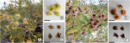 Zuccagnia punctata with fruits of two morphotypes. A, plant with yellow fruits. B, not mature yellow fruits. C, mature yellow fruits. D, plant with red-brown fruits. E, not mature red brown fruits. F, mature red-brown fruit. The pictures were obtained by the authors during samples collection from Valles Calchaqu&iacute;es in Tucum&aacute;n, Argentina. A-F scale = 1cm. Color version at http://www.ojs.darwin.edu.ar/index.php/darwiniana/article/view/1083/1292