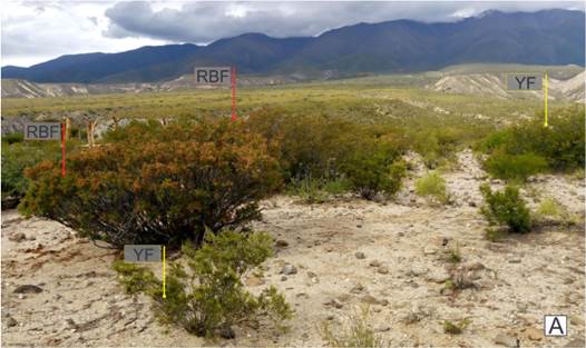 A, two morphotypes of Zuccagnia punctata in the same population of plants in Amaicha del Valle, Tucum&aacute;n. Color version at http://www.ojs.darwin.edu.ar/index.php/darwiniana/article/view/1083/1292