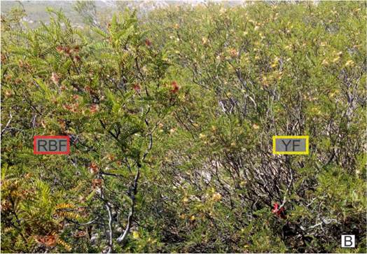 B, Zuccagnia punctata with yellow fruits (YF) next to Z. punctata with red-brown fruits (RBF). Color version at http://www.ojs.darwin.edu.ar/index.php/darwiniana/article/view/1083/1292