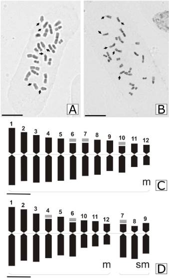 Metaphase plate and idiograms of two Zuccagnia punctata morphotypes. A, metaphase plate of yellow fruits. B, metaphase plate of red-brown fruits. The satellites are indicated with arrows. C, idiograms of yellow fruits; 12 pairs of chromosomes metacentric, satellite in pairs chromosome 6, 7, 10. D, idiograms of red-brown fruits; 18 metacentric chromosomes and six submetacentric chromosomes, satellite in chromosome 4, 6, 7. Abbreviations: m, metacentric chromosome; sm, submetacentric chromosome; numbers indicate the chromosome sizes. Satellite indicated in grey colour. A-B scale = 10&micro;m; C-D scale 2&micro;m.