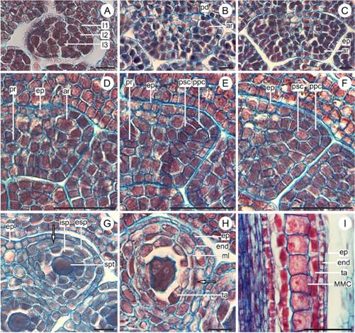 Anther wall development of Lessingianthus species. A-C, G-I:L. rubricaulis. D-F:L. teyucuarensis. A, anther primordia showing L1, L2 ang L3 layers. B, staminal primordium with protodermis and archesporial cell of subepidermal location. C, tetralobed anther with archesporial cell, epidermis and procambium. D, anther with a voluminous archesporial cell. E, anther showing division of the archesporial cell. F, primary sporogenous cell and primary parietal cell. G, microsporangia with internal and external secondary parietal layers; the asterisk showed the division of the external parietal cell. H, microsporangia cell wall with four differentiated cell layers: epidermis, endothecium, middle layer and tapetum; the arrow showed the division of the external parietal cell. I, mature anther wall observed in the longitudinal section. Abbreviations: ar, archesporial cell; ep, epidermis; en, endothecium; esp, external secondary parietal layer; isp, internal secondary parietal layer; L1, outer layer; L2, subepidermal layer; L3, innermost layer 3; MMC, microspore mother cell; ml, middle layer; pd, protodermis; pr, procambium; ppc, primary parietal cell; psc, primary sporogenous cell; spt, sporogenous tissue; ta, tapetum; *, external secondary parietal layer in division. Scales: A = 20 μm; B-I = 50 μm. Color version at http://www.ojs.darwin.edu.ar/index.php/darwiniana/article/view/1104/1286
