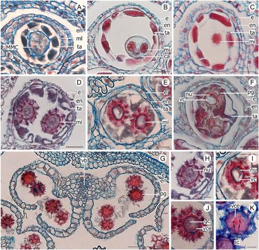 Male gametophyte development of Lessingianthus species. A-C:L. niederleinii. D-F, H-J:L. teyucuarensis. G, K:L. rubricaulis. A, anther locule in cross section with MMC, showing the four layers and obliterated middle layer. B, anther locule in tetrad stage, no middle layer observed. C, a small microspore recently released from tetrad. D, anther locule with tapetum starting to envelop the one-celled microspore. E-F, anther locule completely invaded by tapetum. G, stamen in anthesis with obliterated epidermis. H, young one-celled microspore. I, microspore with prominent vacuole and nucleus displaced to the periphery. J, two-celled pollen grain with a large vegetative cell that encloses a small generative cell. K, mature pollen grain with two sperm cells and a vegetative cell. Abbreviations: ca, callose; e, epidermis; en, endothecium; gc, generative cell; mi, microspore; ml, middle layer; nu, nucleus; pg, pollen grain; MMC, microspore mother cell; sc, sperm cell; ta, tapetum; vb, vascular bundle; vc, vacuole; vce, vegetative cell. Scales: A-F = 20 μm; G = 100 μm; H-K = 10 μm. Color version at http://www.ojs.darwin.edu.ar/index.php/darwiniana/article/view/1104/1286