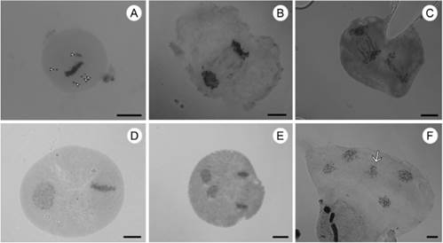 Abnormal meiotic behavior of Lessingianthus species. A:L. pusillus. B, F:L. argenteus. C:L. rubricaulis. D-E:L. brevifolius. A, chromosomes out of plate in AI. B, bridges without fragments in AI. C, bridges without fragments in AII. D, asynchrony in AI. E, asynchrony in AII. F, micronucleus in TII. Abbreviations: arrowheads: chromosomes out of plate; arrow: micronucleus. Scales: A, D = 10 μm; B, C, E-F = 20 μm.
